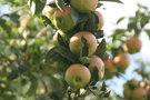 vignette Jardin des Fruitiers - Pommier 'Aldenham Blenheim' - Apple 'Aldenham Blenheim'