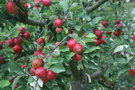 vignette Jardin des Fruitiers - Pommes