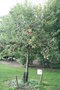 vignette Jardin des Fruitiers - Pommes  cidre - Cider apples