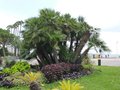 vignette Chamaerops humilis