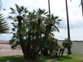 vignette Chamaerops humilis