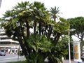 vignette Chamaerops humilis