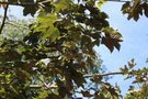 vignette Acer pseudoplatanus f. purpureum
