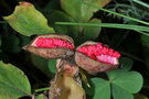 vignette Paeonia mlokosewitschii 5