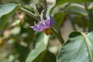 vignette Solanum melongena   (Aubergine )