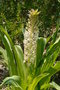 vignette Eucomis pallidiflora ssp. pole evansii