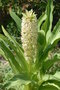 vignette Eucomis pallidiflora ssp. pole evansii