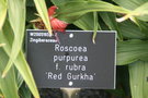 vignette Roscoea purpurea f. rubra 'Red Gurkha'