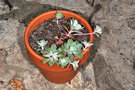 vignette Sedum spathulifolium 'Purpureum'