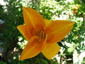 vignette Hemerocallis jaune  coeur orange