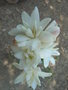 vignette Polyanthes tuberosa 'The Pearl' - Tubéreuse