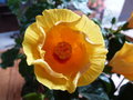 vignette Hibiscus 'rosa-sinensis 'Amarillo'