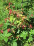 vignette Rubus fructicosus - Ronce fruitire