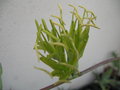 vignette Agave nizandensis inflorescence