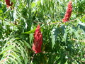 vignette Rhus typhina