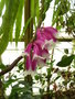vignette Dendrobium lawesii