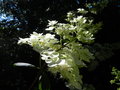 vignette hortensia paniculata