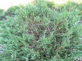 vignette Juniperus horizontalis 'Andorra compacta Variegata'