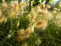 vignette Pennisetum alopecuroides