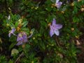 vignette Rhododendron Litangense au 15 08 12