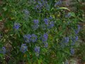 vignette Caryopteris clandonensis heavenly blue au 26 08 12