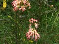 vignette Grevillea semperflorens desert flame qui fleurit de plus belle au 27 08 12