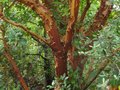 vignette Arbutus Andrachne au magnifique tronc qui se desquame vue4 au 27 08 12