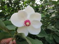 vignette Magnolia sieboldii