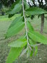 vignette Quercus leucotricophora = Quercus incana