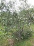 vignette Eucryphia x intermedia 'Rostrevor'