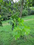 vignette Quercus Marilandica - Chêne du maryland