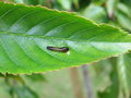 vignette Caliroa limacina - La tenthrède limace