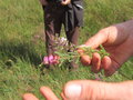 vignette bruyre : Erica tetralix (second plan) et Calluna vulgaris (au 1er plan)