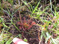 vignette Drosera rotundifolia, rossolis  feuilles rondes, plante carnivore