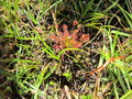 vignette Drosera rotundifolia, rossolis  feuilles rondes, herbe--la-rose, plante carnivore
