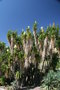 vignette Yucca - floraison