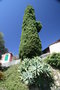 vignette Jardin Botanique Hanbury : Cupressus & Agave attenuata