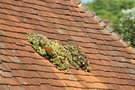 vignette Sempervivum sur le toit
