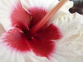 vignette hibiscus rosa-sinensis 'Boreas' (oeil)