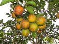 vignette Citrus sinensis (Oranger)