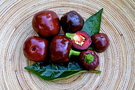 vignette Chocolate cherry (C. annuum)