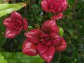 vignette Rhododendron Hongkongense au 02 09 12