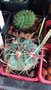 vignette frocactus latispinus