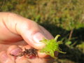 vignette Sphagnum pylaesii - Sphaigne de Pylaie