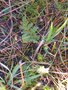 vignette Pedicularis palustris - Pdiculaire des marais
