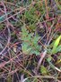 vignette Pedicularis palustris - Pdiculaire des marais