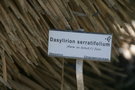 vignette Dasylirion serratifolium