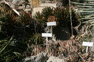 vignette Aloe mitriformis (en haut) - Aloe brevifolia (en bas)