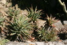 vignette Aloe spinosissima