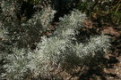 vignette Artemisia arborescens